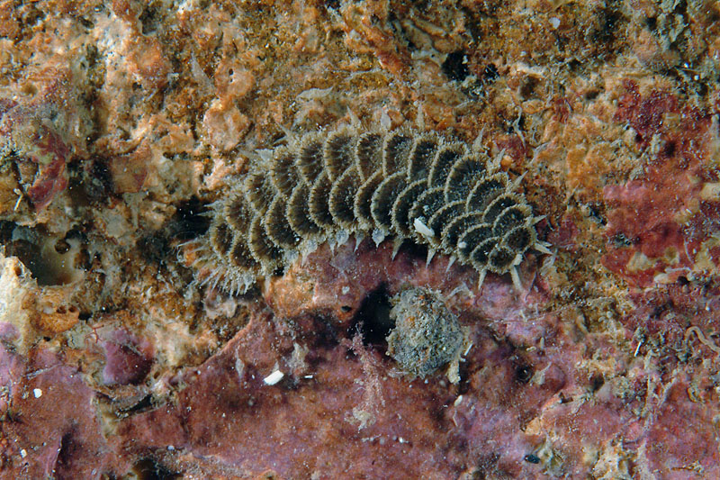 Harmothoe areolata